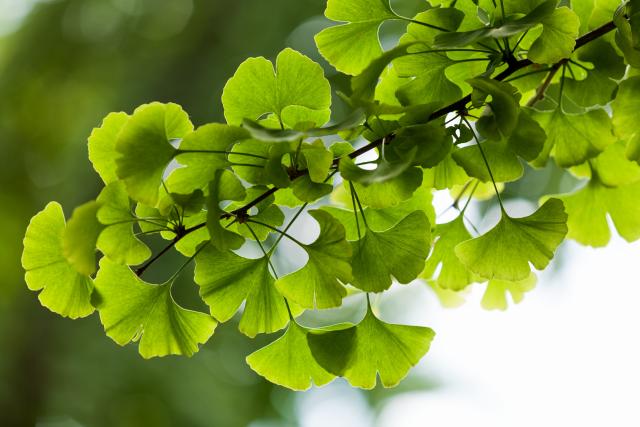 Drevna i čudesna ginko biloba: Mandarinsko drvo čuva mozak